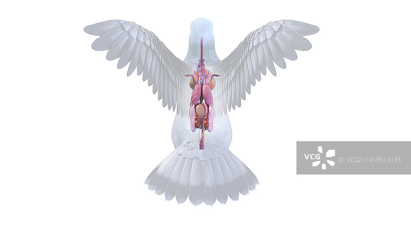 鸽子器官图解图片素材