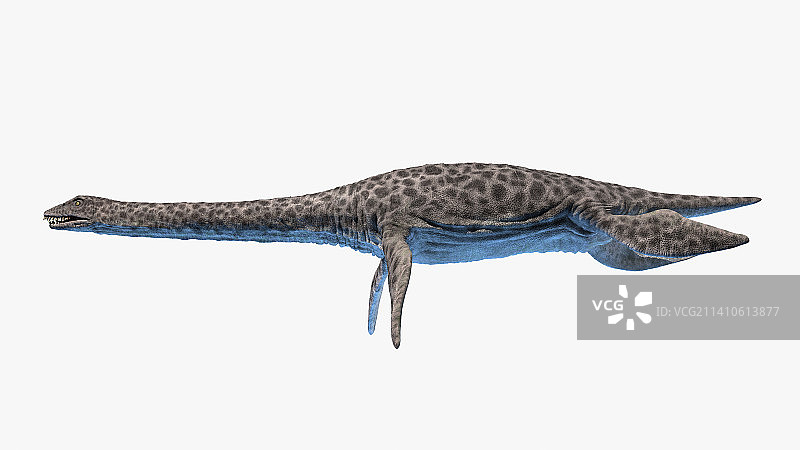 蛇颈龙插画图片素材