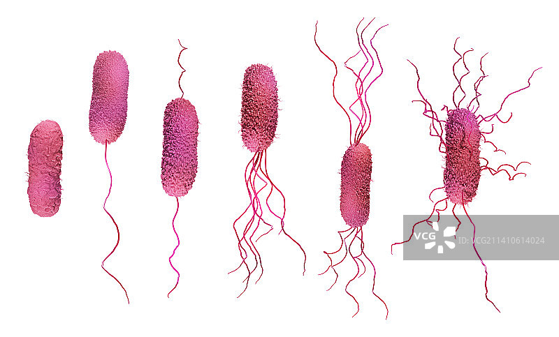 细菌鞭毛类型，图示图片素材