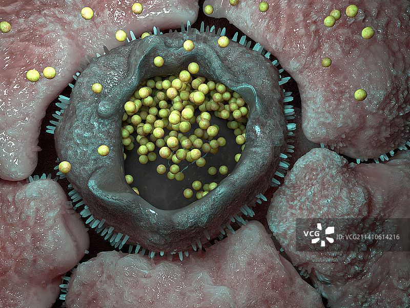衣原体细菌感染，图示图片素材