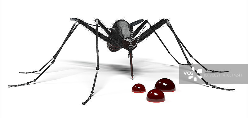 蚊子与血液疾病概念图图片素材