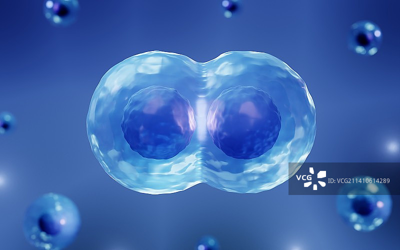 干细胞复制示意图图片素材