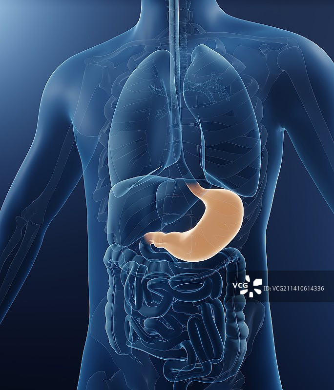人的胃，插图图片素材