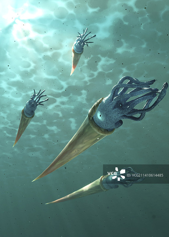 鹦鹉螺化石的艺术作品图片素材