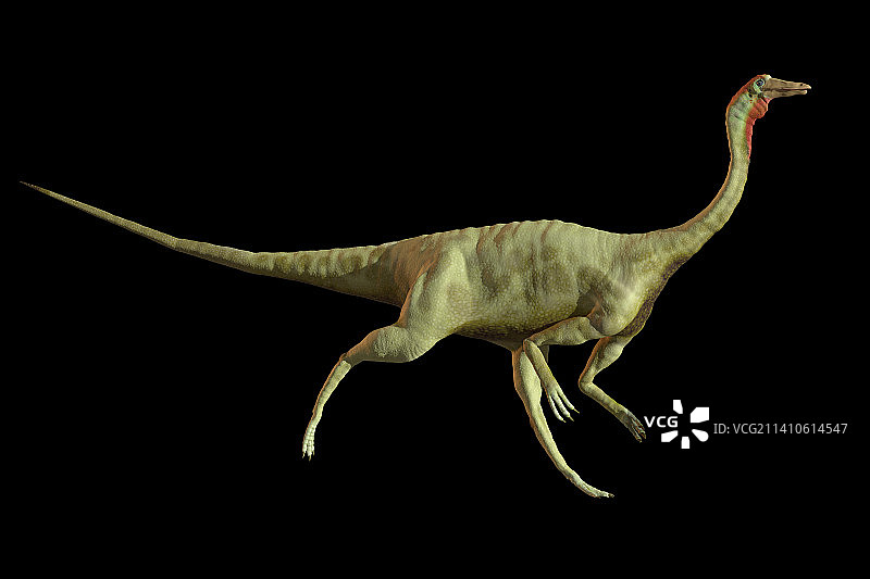 似鸡龙恐龙图图片素材