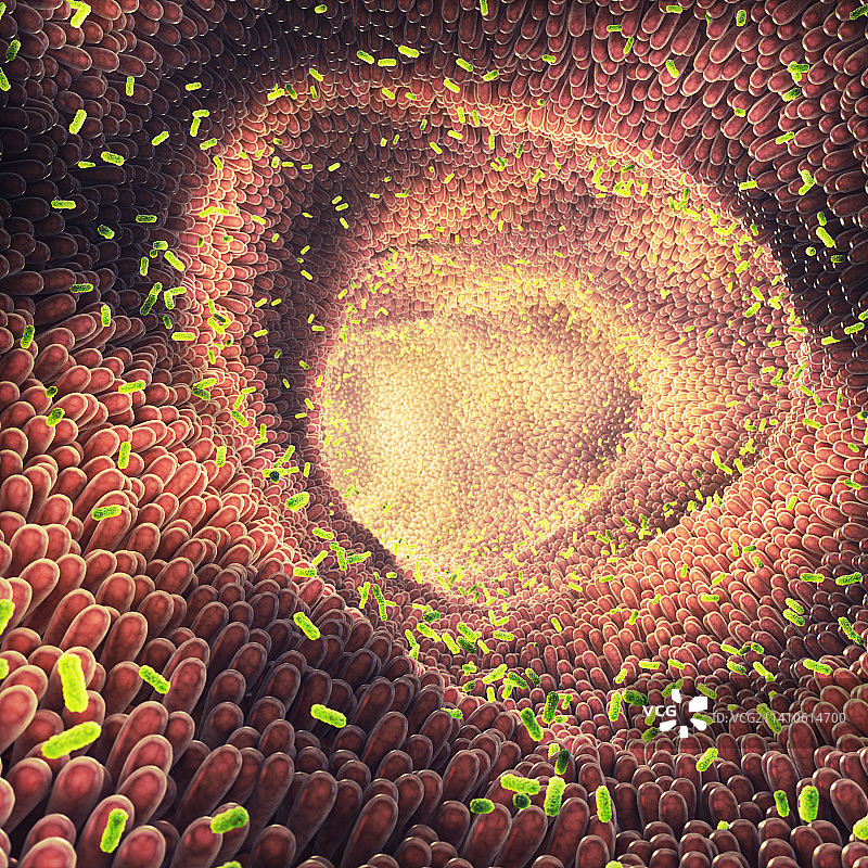 肠道细菌，图示图片素材