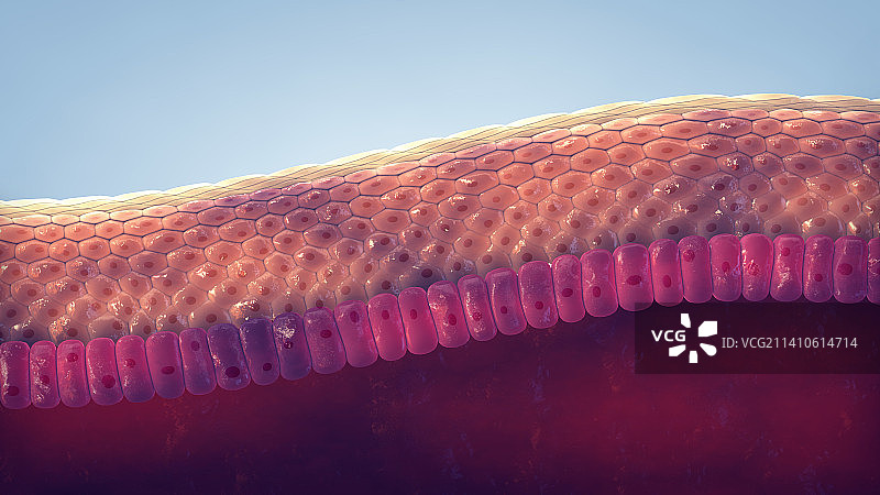 皮肤结构插画图片素材