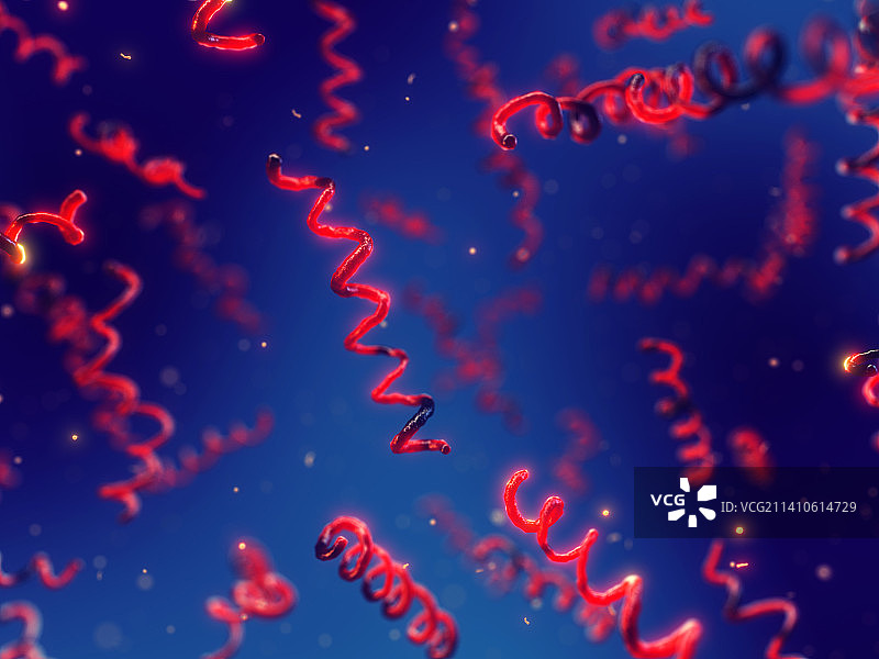 梅毒螺旋菌细菌，图示图片素材