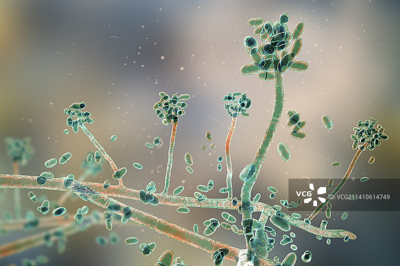 匍柄霉菌插画图片素材