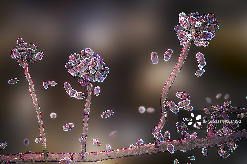 匍柄霉菌插画图片素材