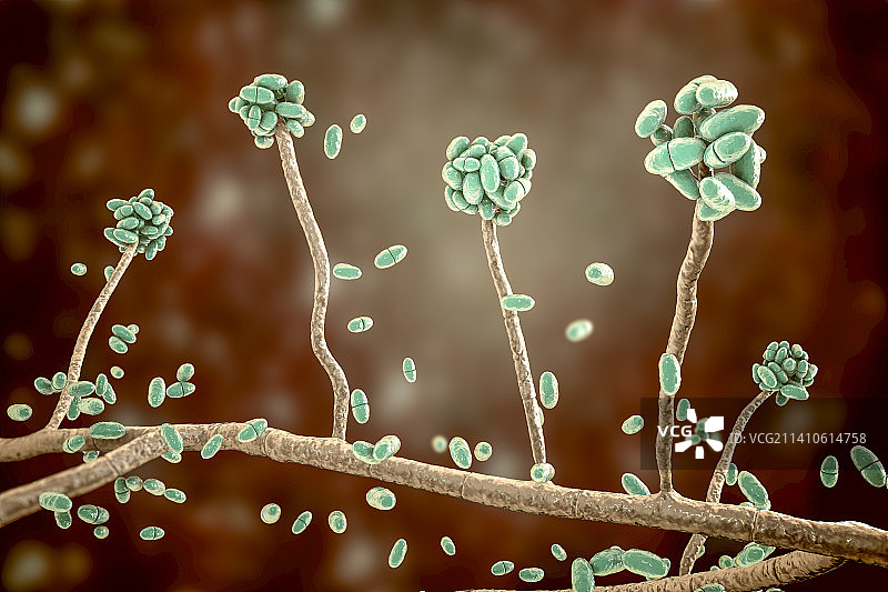 匍柄霉菌插画图片素材