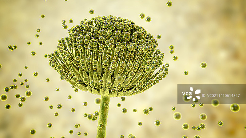 曲霉真菌插画图片素材