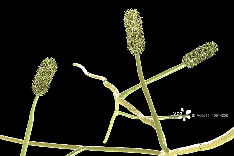 曲霉菌霉菌，插图图片素材