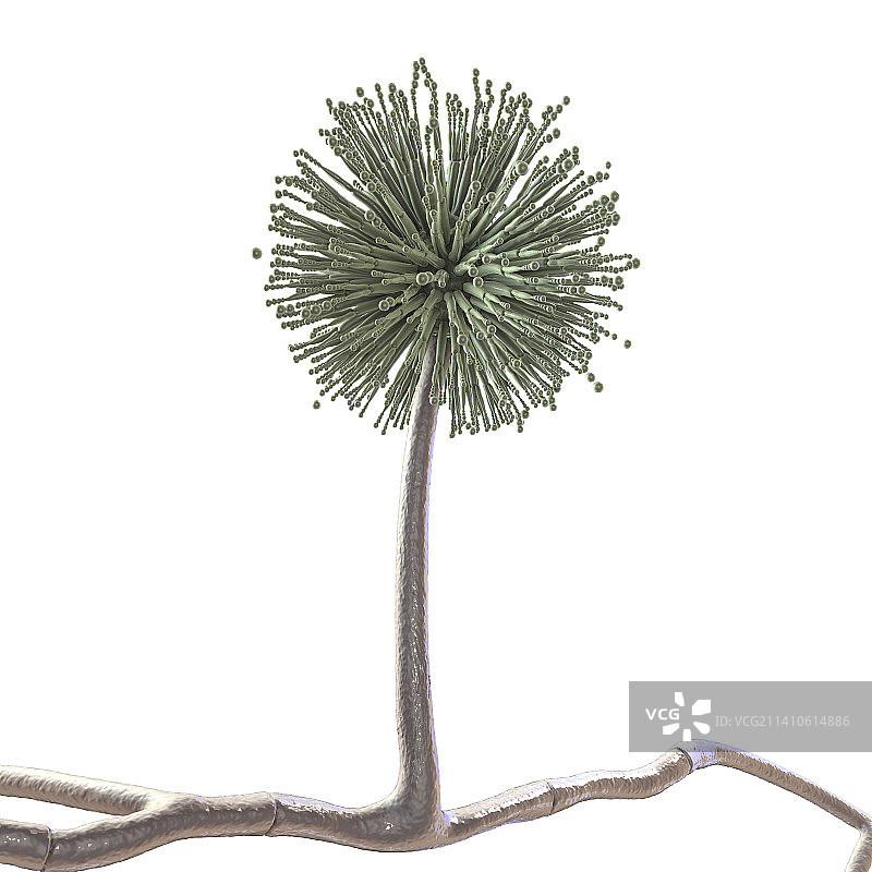 黑曲霉真菌插画图片素材