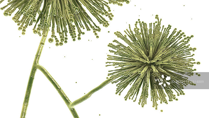 黑曲霉真菌插画图片素材