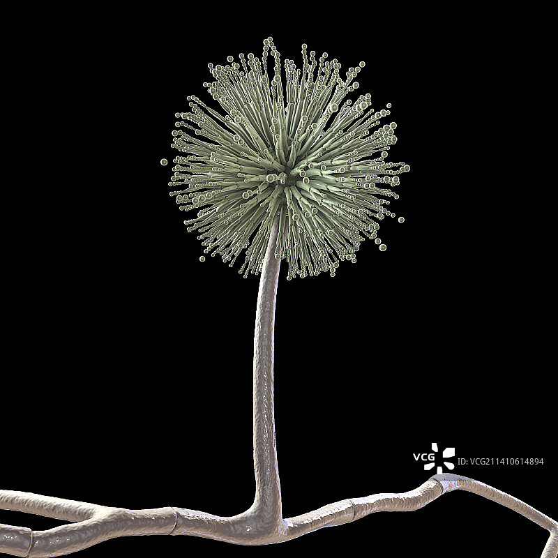 黑曲霉真菌插画图片素材