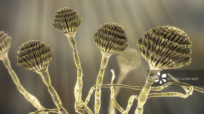 曲霉真菌插画图片素材