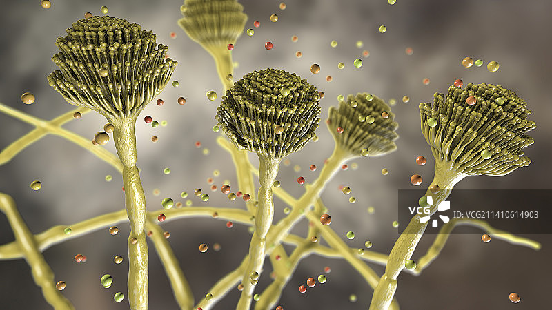 曲霉真菌插画图片素材