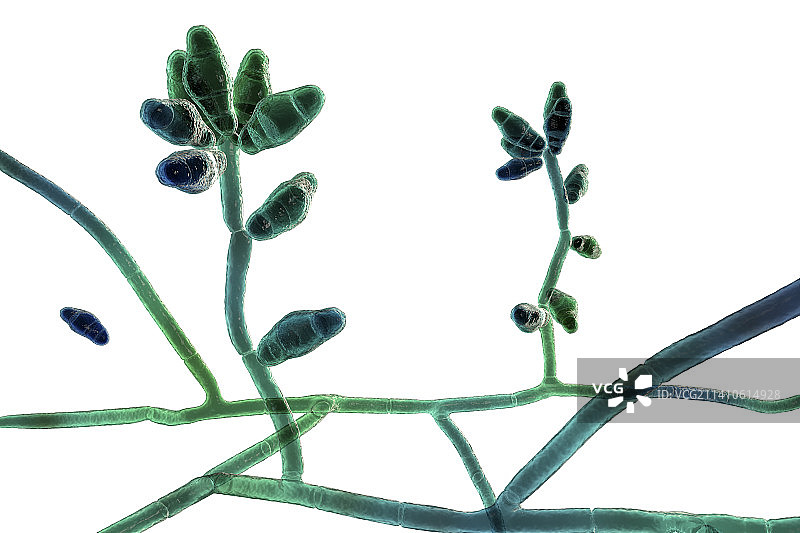 弯孢霉菌插图图片素材
