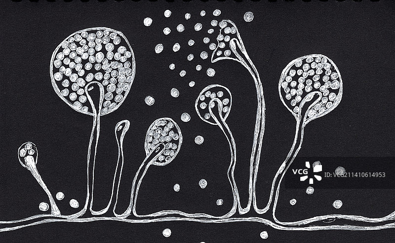 毛霉菌，图示图片素材
