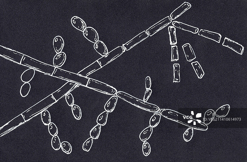 毛孢子菌插图图片素材