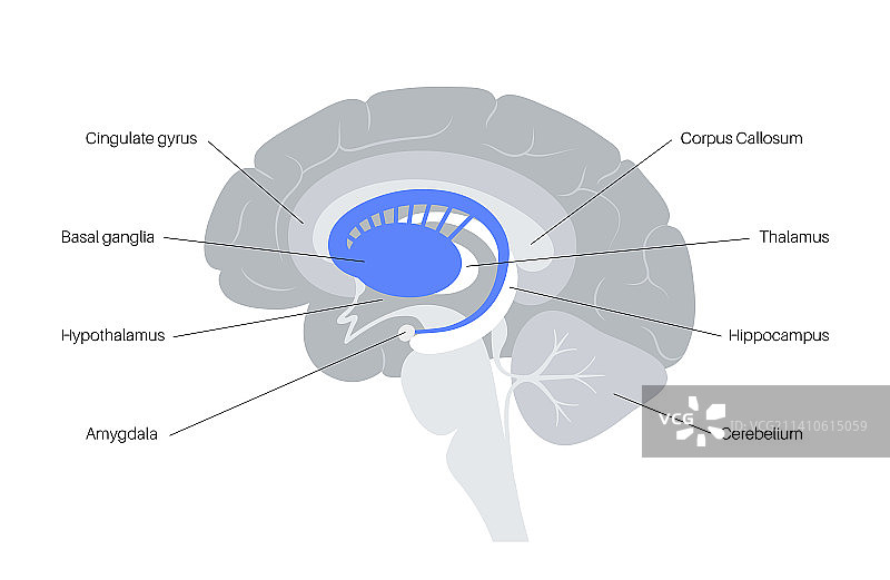 基底神经节解剖结构图图片素材