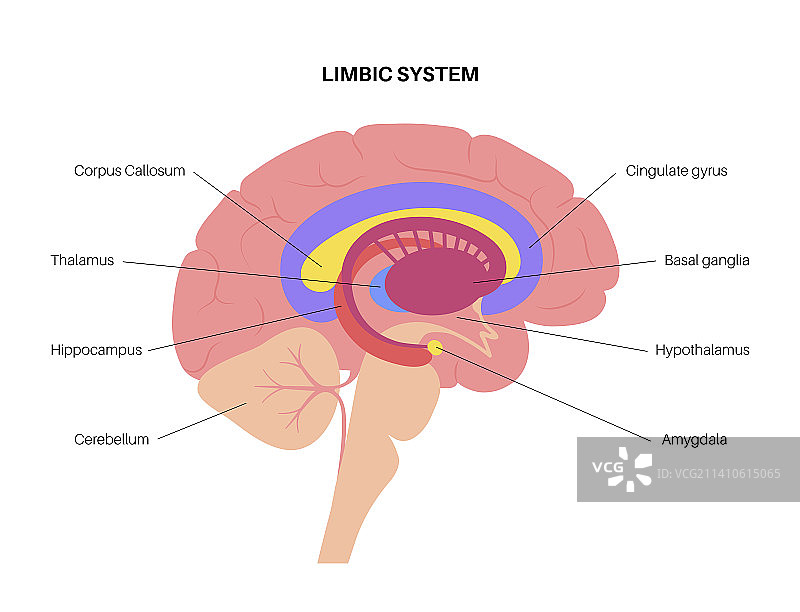 大脑边缘系统插图图片素材