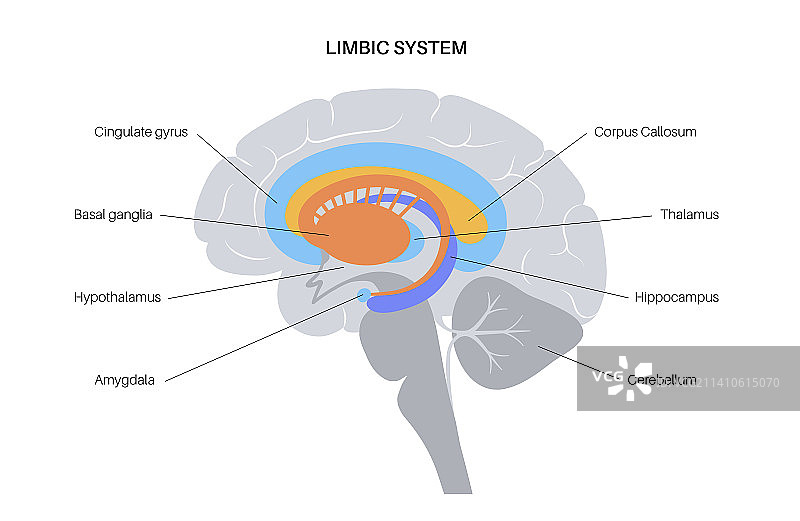 大脑边缘系统插图图片素材