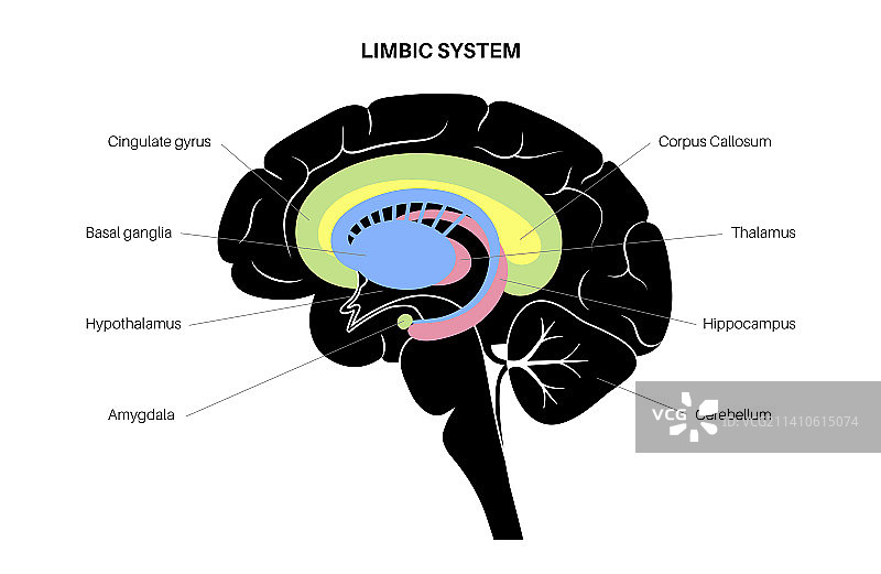 大脑边缘系统插图图片素材