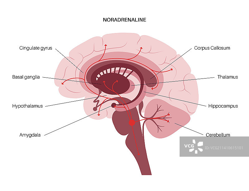 去甲肾上腺素激素通路示意图图片素材