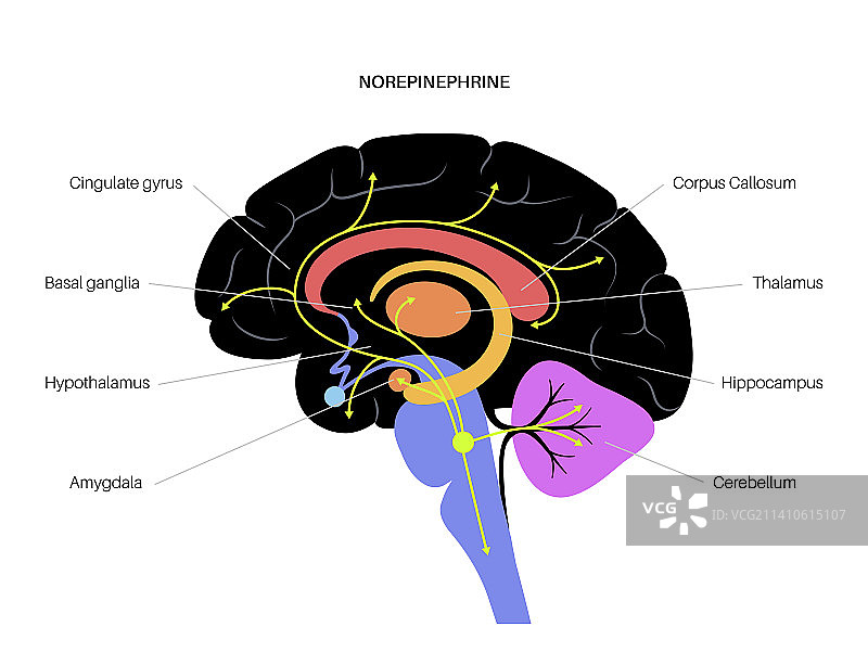 去甲肾上腺素激素通路示意图图片素材