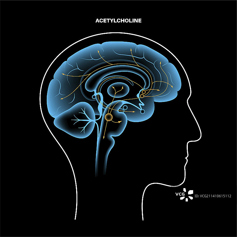 乙酰胆碱胆碱能通路示意图图片素材