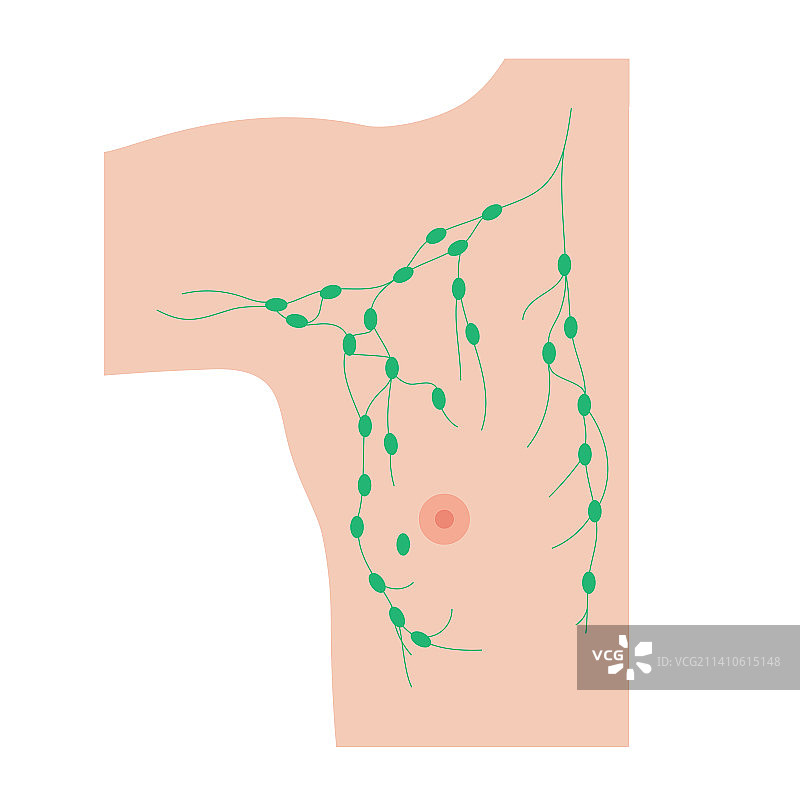 男性胸部淋巴结插图图片素材