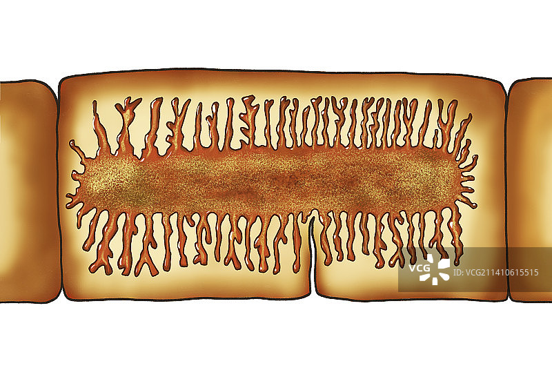 牛肉绦虫的孕节图示图片素材