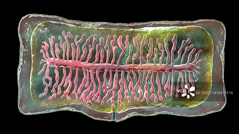牛肉绦虫的孕节图示图片素材