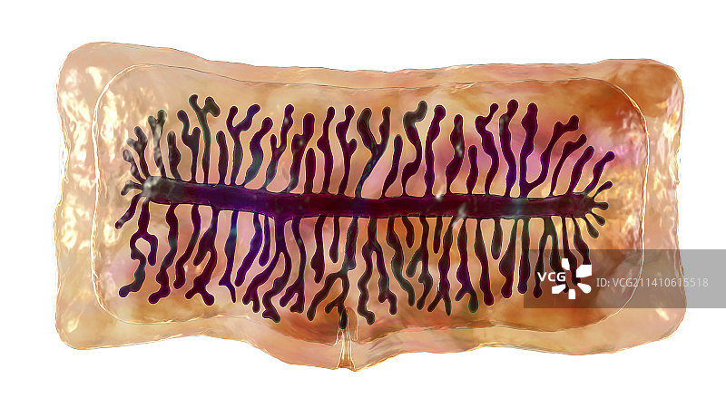 牛肉绦虫的孕节图示图片素材