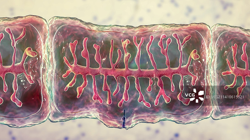 牛肉绦虫的孕节图示图片素材
