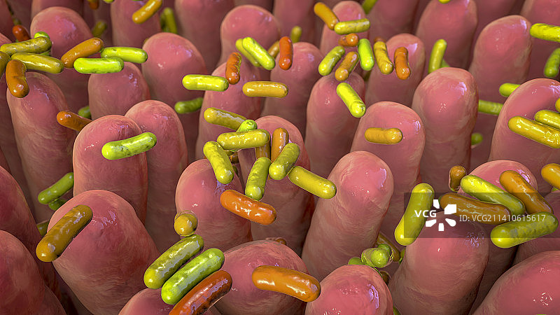 人体肠道微生物群，图示图片素材