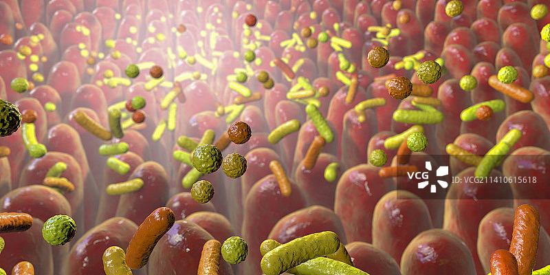 人体肠道微生物群，图示图片素材