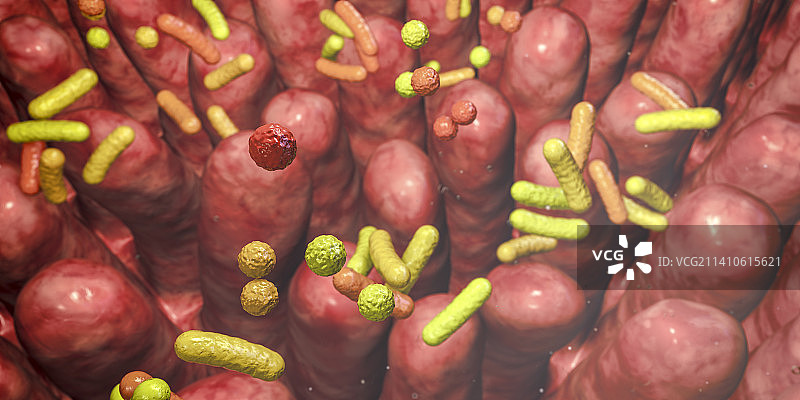 人体肠道微生物群，图示图片素材