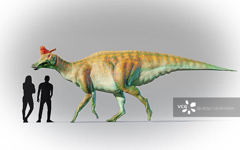 人类与赖氏龙的体型对比图片素材