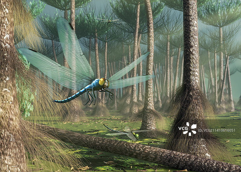 巨型蜻蜓翅脉化石艺术作品图片素材