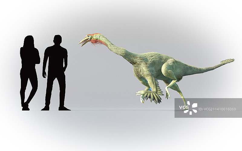 人类与似鸵龙的比例对比图片素材