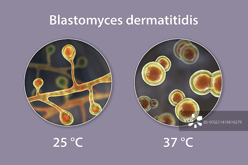 芽生菌真菌插图图片素材