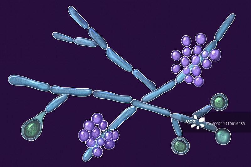 白色念珠菌真菌插图图片素材