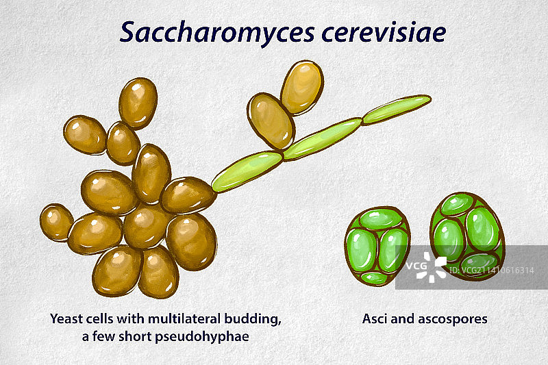 酿酒酵母插画图片素材