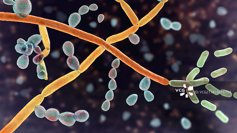 毛孢子菌插图图片素材