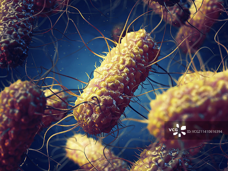 沙门氏菌插画图片素材