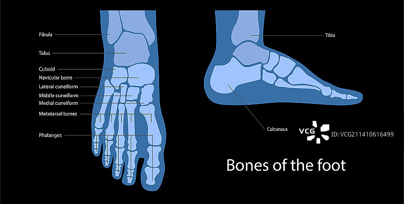 足部解剖结构插图图片素材