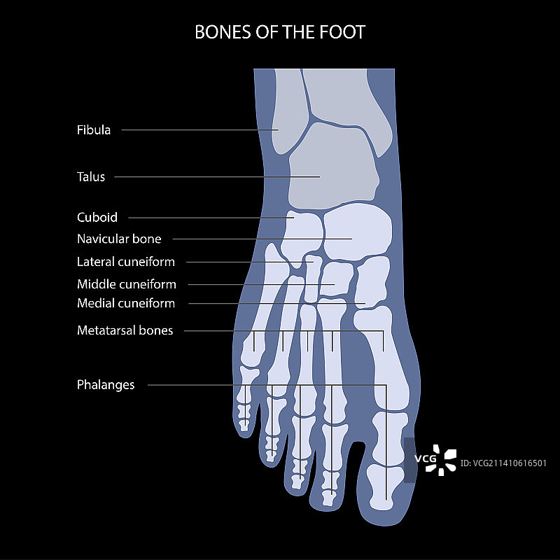 足部解剖结构插图图片素材